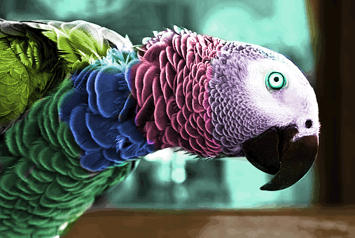 papuga kolor