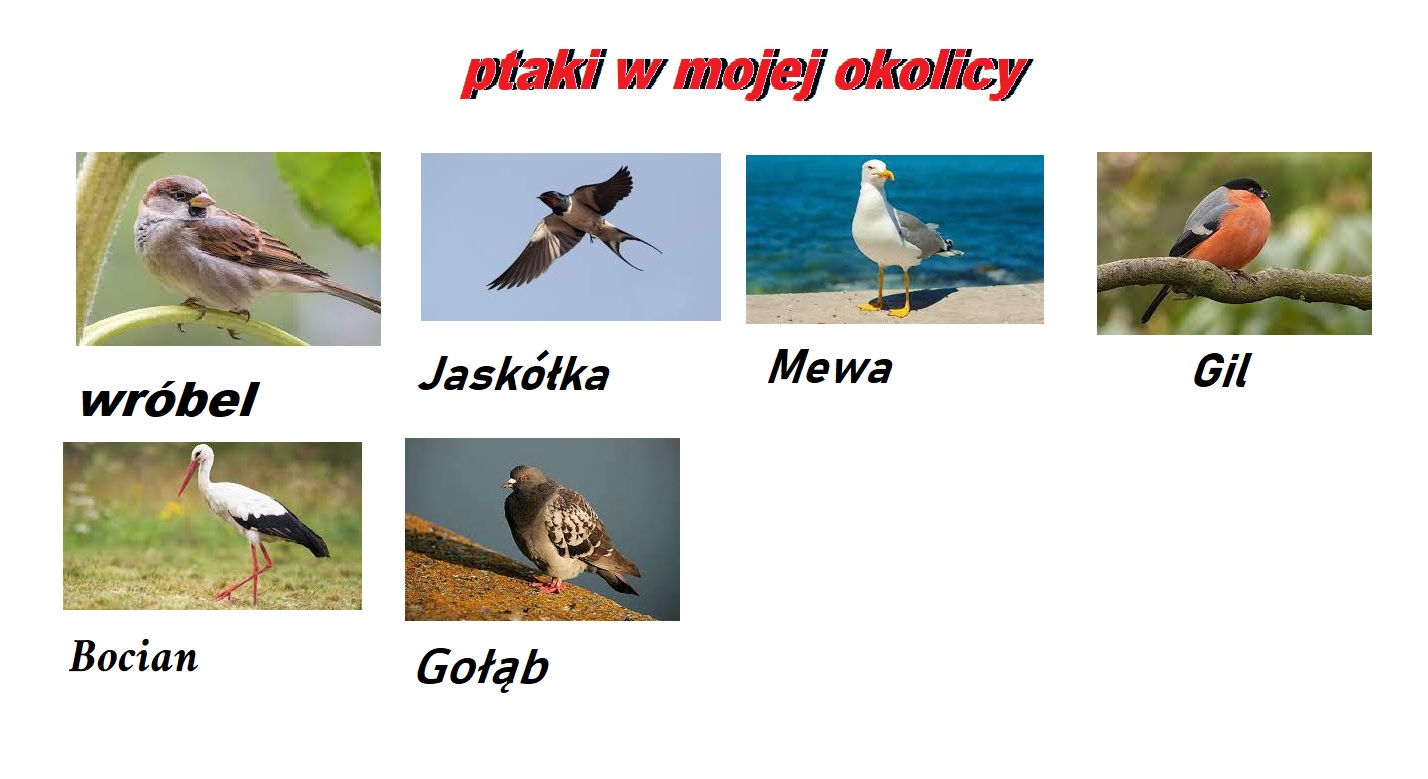 ptaki1